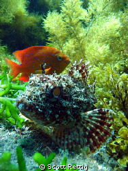 Sculpin and juvi garabaldi.  Isla Guadalupe by Scott Rettig 